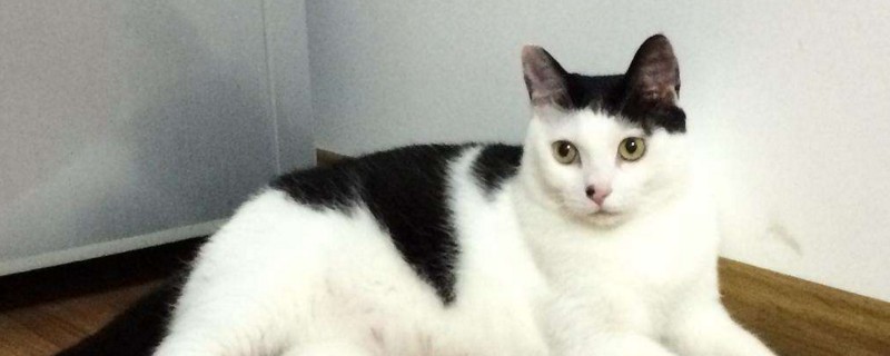 为什么有的奶牛猫是长毛
