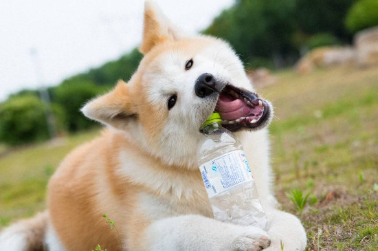 5万可以买一只什么狗，可以买到品相好的赛级犬