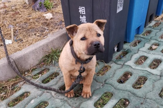 狗冬天怎么保暖才不冷