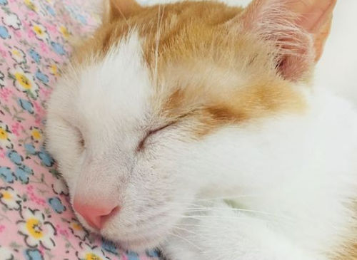 养猫出差怎么办