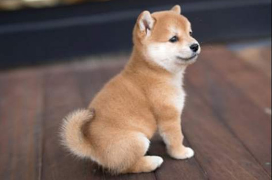 狗狗怕热吗