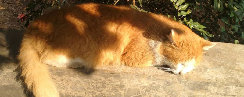 带猫晒太阳要注意什么