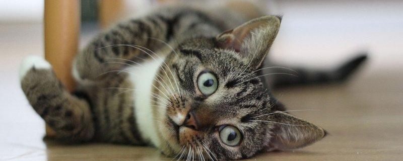 猫全身无力站不起来
