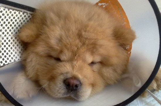 犬瘟热后遗症