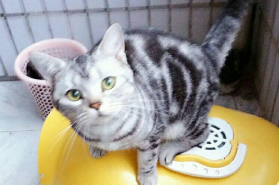 在宿舍养猫注意事项，在宿舍养猫的危害