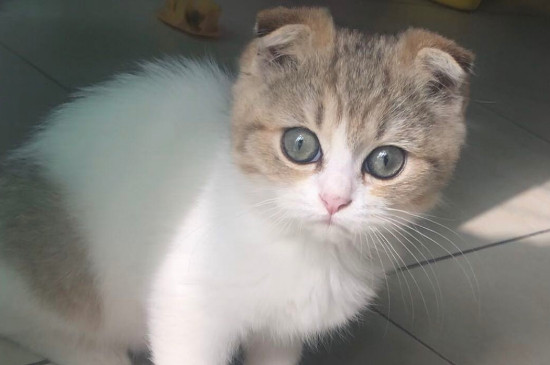 2,3个月小猫可以吃什么