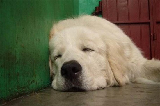 如何照顾生病的幼犬，加强营养适当运动还要注意卫生