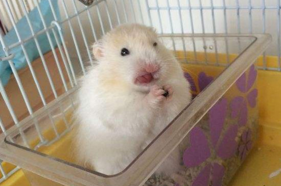 仓鼠吐舌头死亡原因