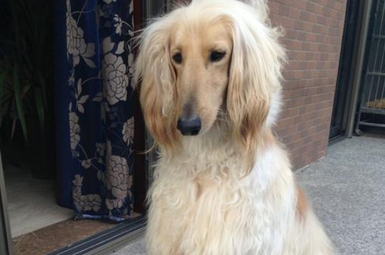 为何中国禁止阿富汗犬