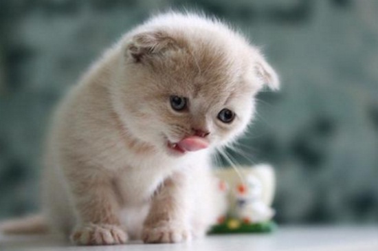 猫吃了巧克力怎样解毒