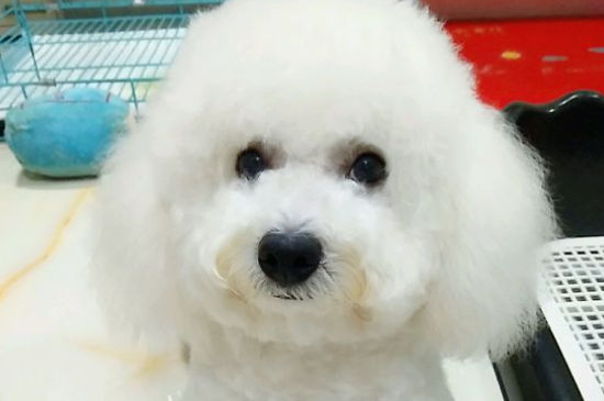比熊犬适合有孩子养吗