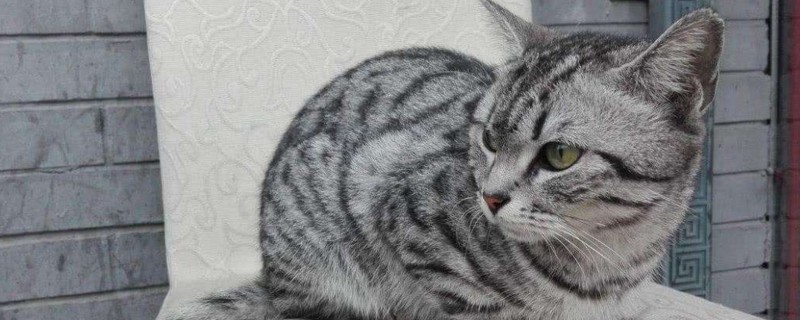 狸花猫换主人后的表现