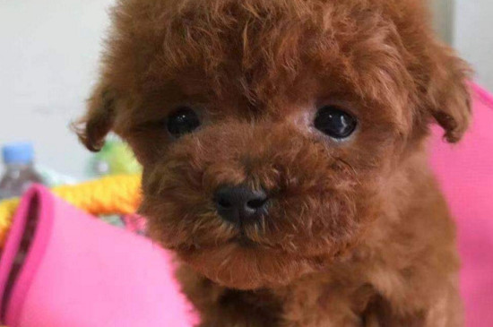 泰迪狗狗咳嗽怎么办