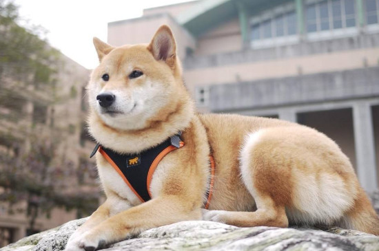 狗狗养不熟的表现