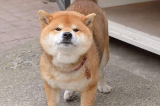 柴犬价格