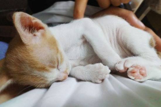 猫眼睛睁不开有分泌物