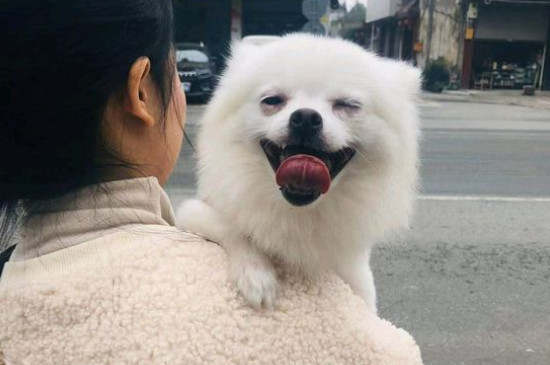 狗多少度怕冷