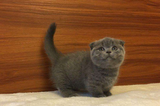 母猫遗弃小猫的原因