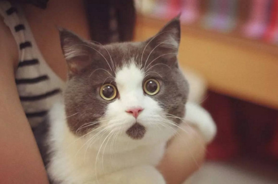 香水对猫有坏处吗