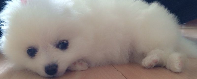 博美年龄体重对照表