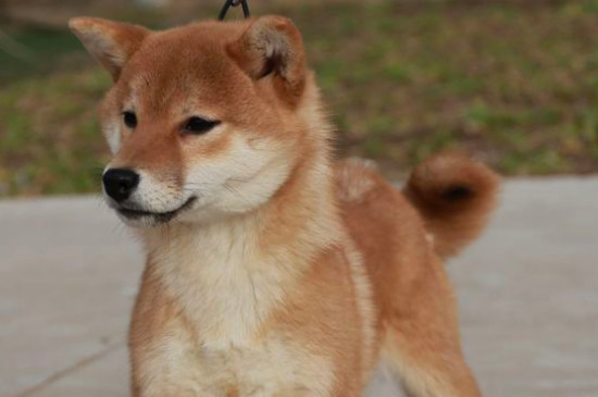 狗狗打架被咬伤怎么办