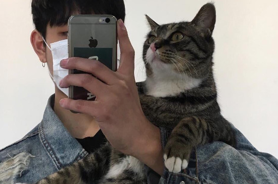 怎么抓猫不会被咬
