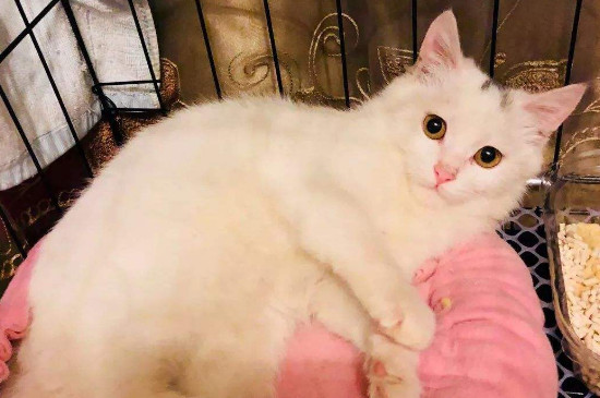 猫上吐下泻但很有精神