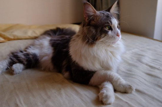 缅因猫多大开始发毛