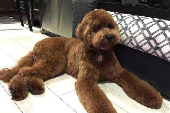 巨贵犬护主人吗