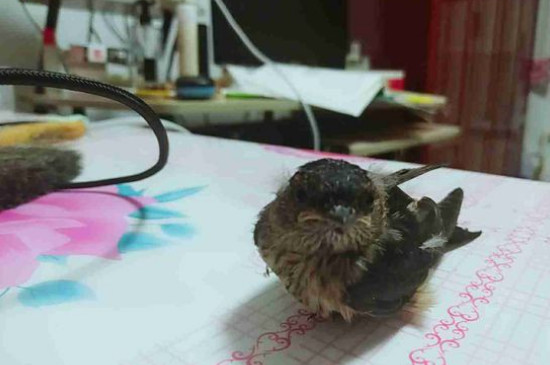 小麻雀养熟了会认人吗