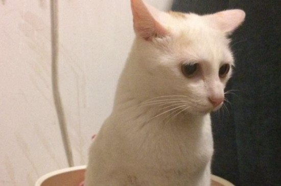 猫拉白色的屎