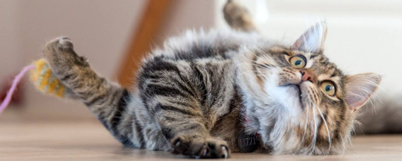 猫用身体蹭你代表什么