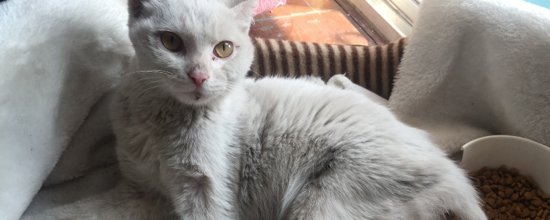 猫放屁臭吗