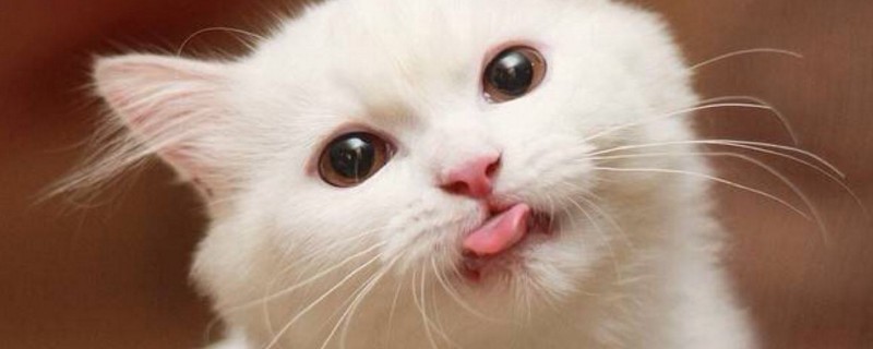 猫咪鼻子湿的但是热