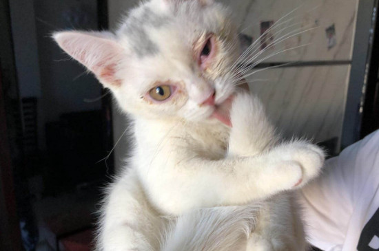 杯状病毒可以养别的猫吗