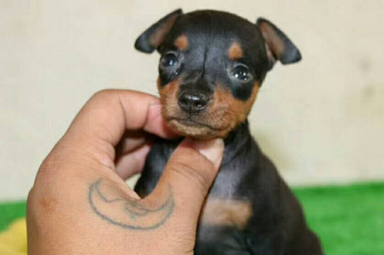 茶杯犬为什么养的人少