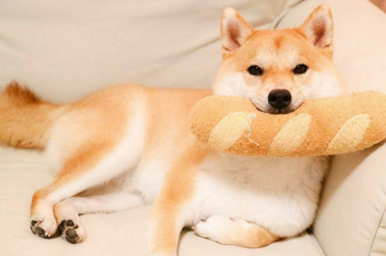 为什么柴犬很凶