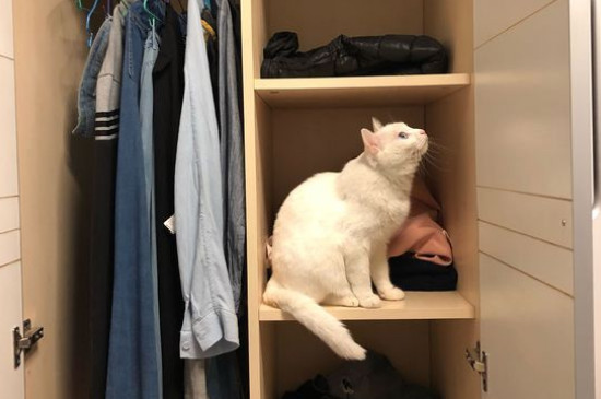 为什么说养猫不吉利