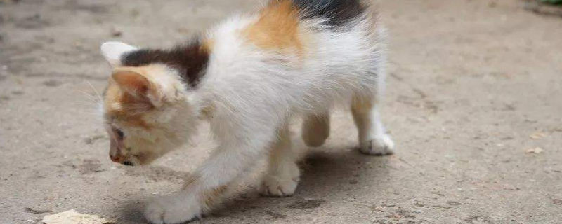 猫送不出去又不想养了