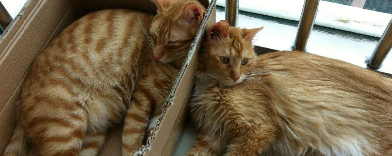 送走猫需要注意什么