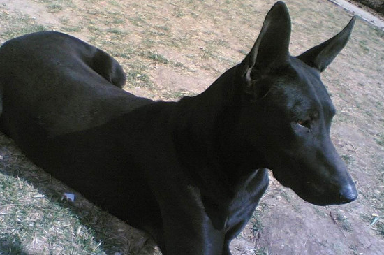 黑狼犬咬人吗