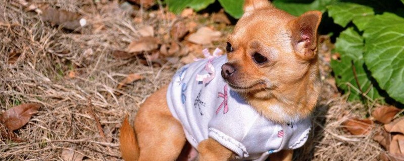 吉娃娃犬几个月定型