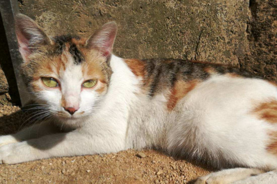 猫尾巴断了能自愈吗