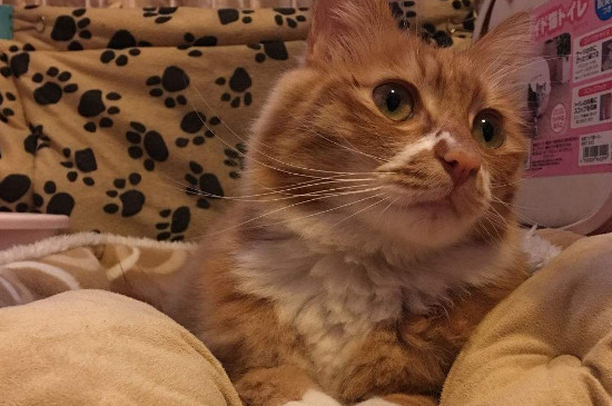 土耳其梵猫和土猫区别