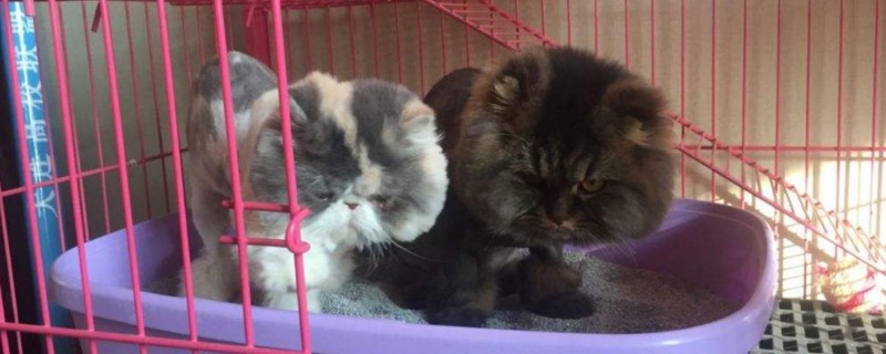 猫咪眼皮上掉毛怎么办