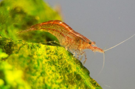 观赏虾怎么喂食