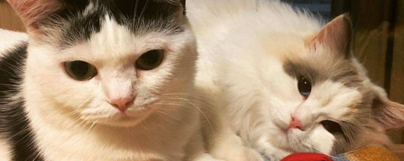 猫腹水能活多久