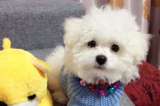 比熊犬不吃狗粮怎么办