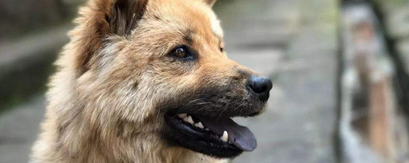 狗狗狂犬病症状