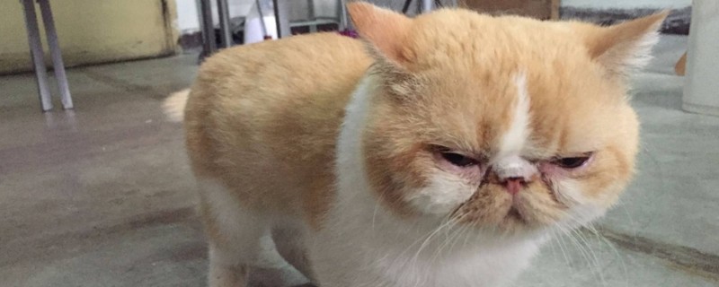 加菲猫容易得什么病